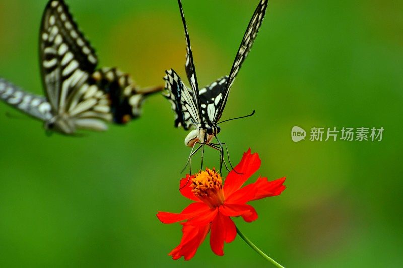 蝴蝶和橙色/黄色的宇宙花